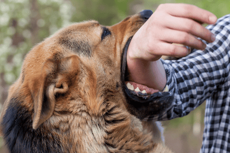 Pursuing Justice: A Guide for Victims of Dog Bites in Ontario